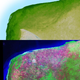 Aerial images of the Chixculub crater.